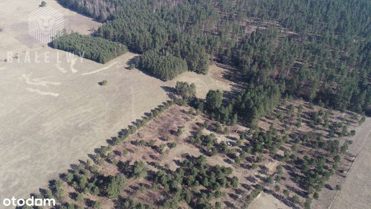 Działka rekreacyjna, w ciszy, koło lasu i jezior - Pełny obrazek: 4/8