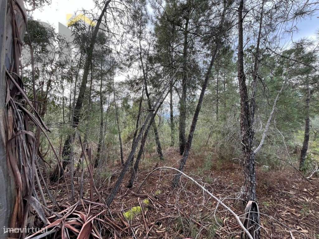 Terreno rústico com 4040m2 para venda no Freixial do Campo! - Grande imagem: 3/11