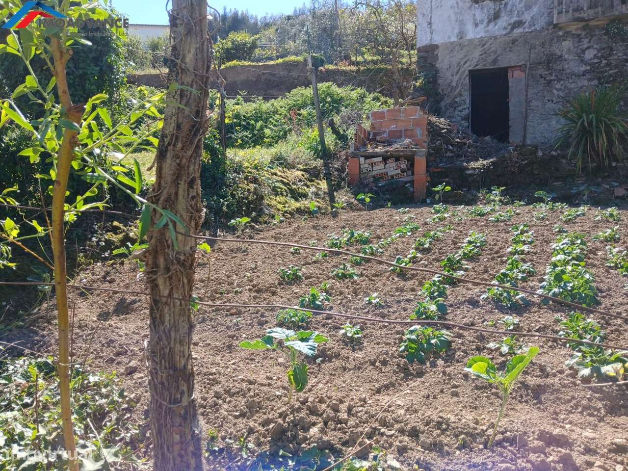 Casa para Recuperar com Terreno e Lagar em Lorvão, Penacova, Coimbra-54