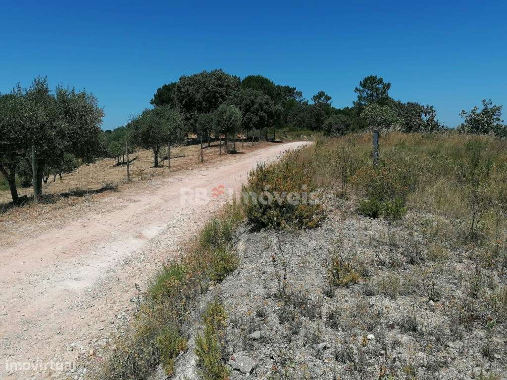 Terreno rústico com 5 hectares - Cem Soldos, Tomar - Grande imagem: 5/7