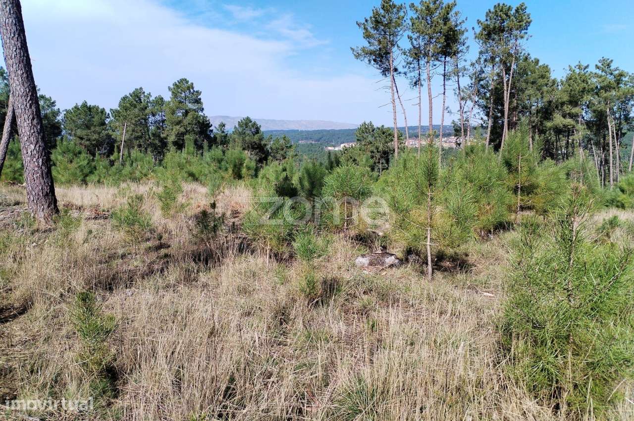 Terreno agricola e florestal.-26