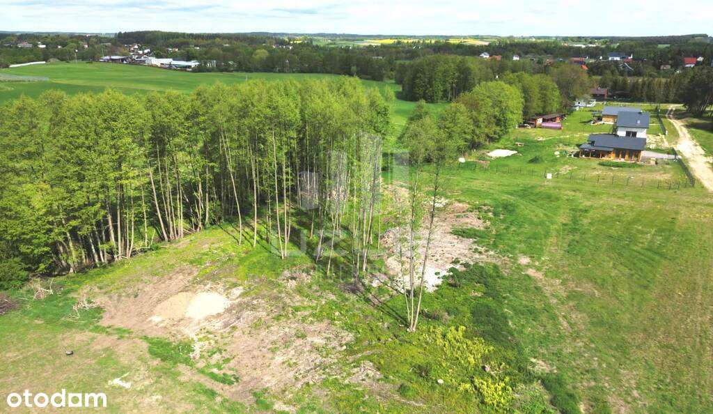 Spokojna okolica blisko Trójmiasta las, jezioro - Pełny obrazek: 4/7