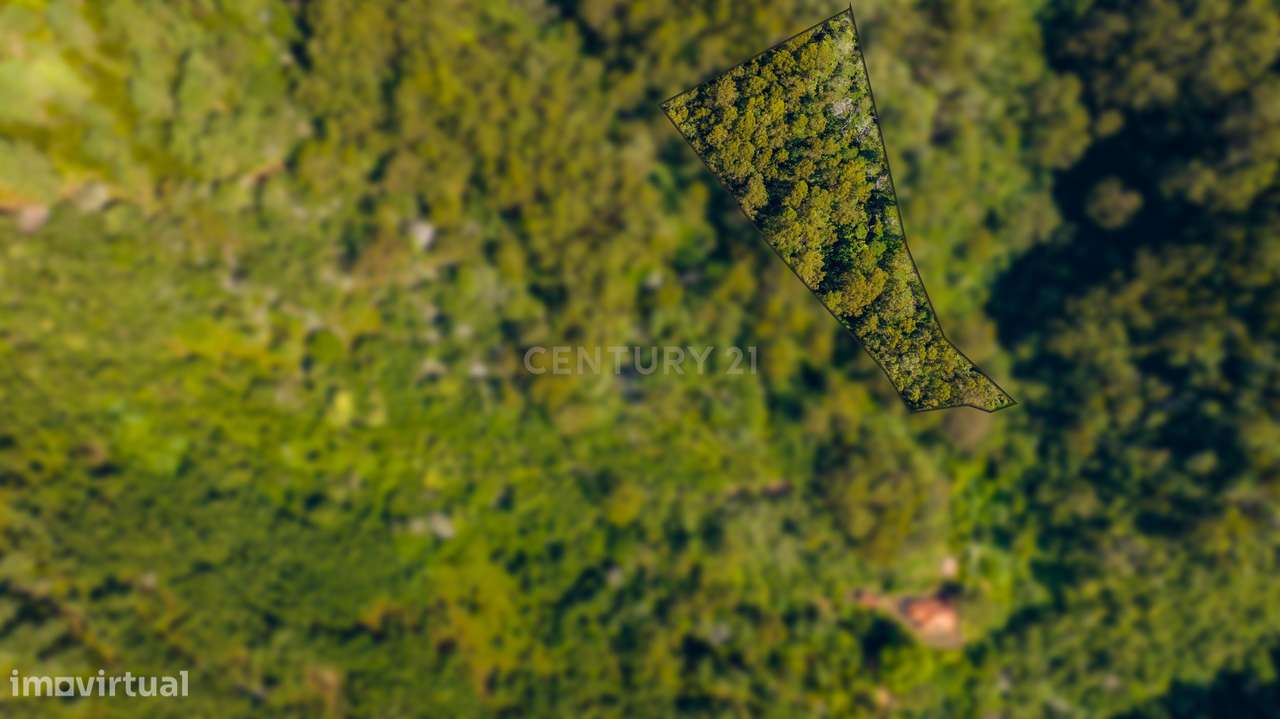 Terreno Rústico Floresta Mista com 6.600 m2 - Morena, Santa Cruz, Made - Grande imagem: 5/13