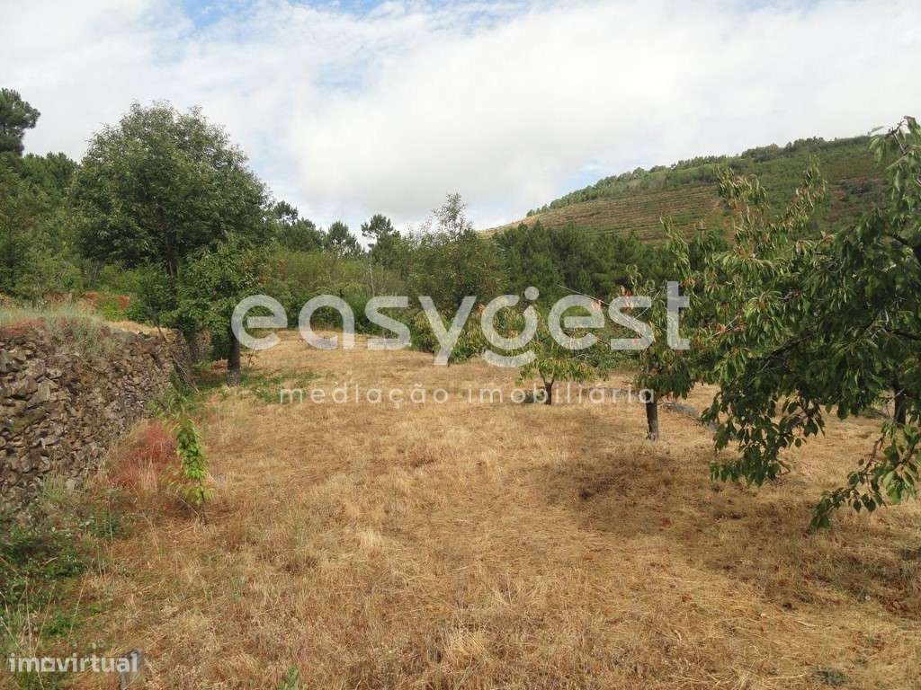 Terreno Rústico com cerca de 60 cerejeiras em Alcongosta - Grande imagem: 4/10