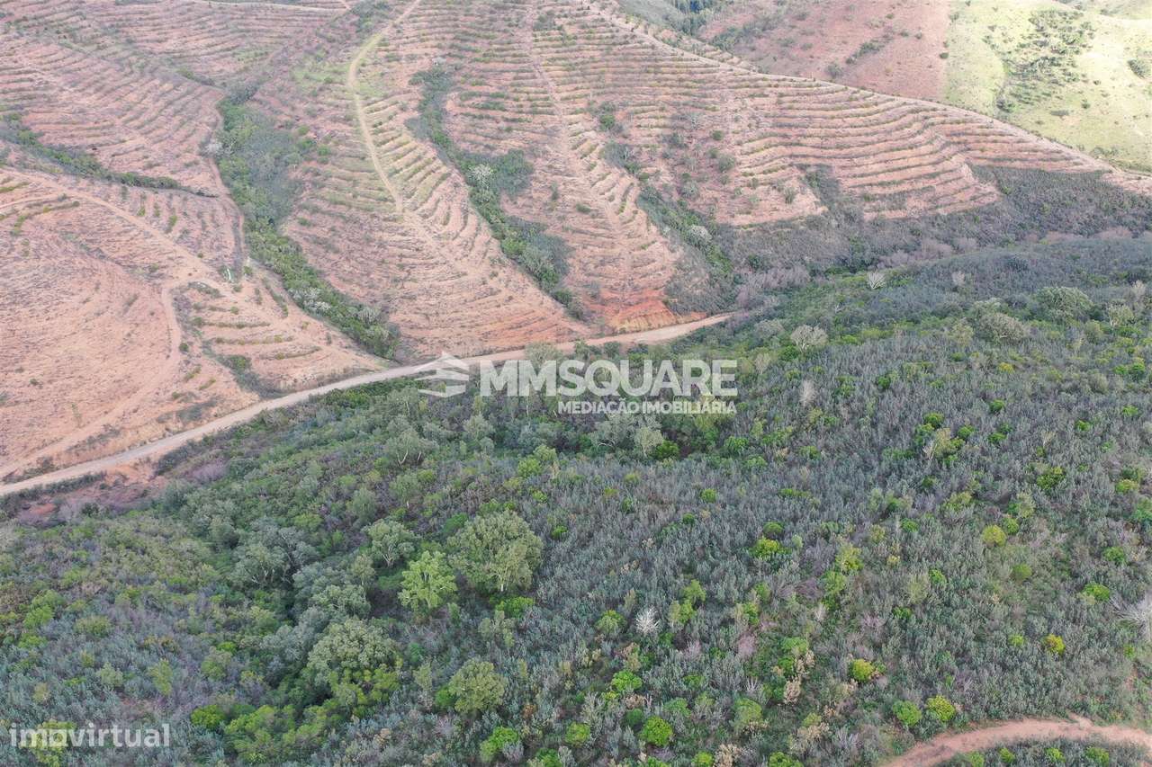 Terreno Rústico  Venda em Santana da Serra,Ourique - Grande imagem: 5/12
