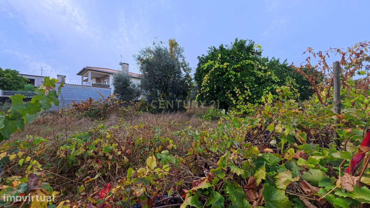 Terreno localizado em Oliveira de Barreiros - Viseu - Grande imagem: 4/7