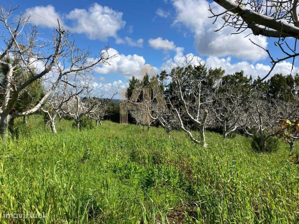 Propriedade Industrial / Produção e Habitação Própria - Grande imagem: 4/11