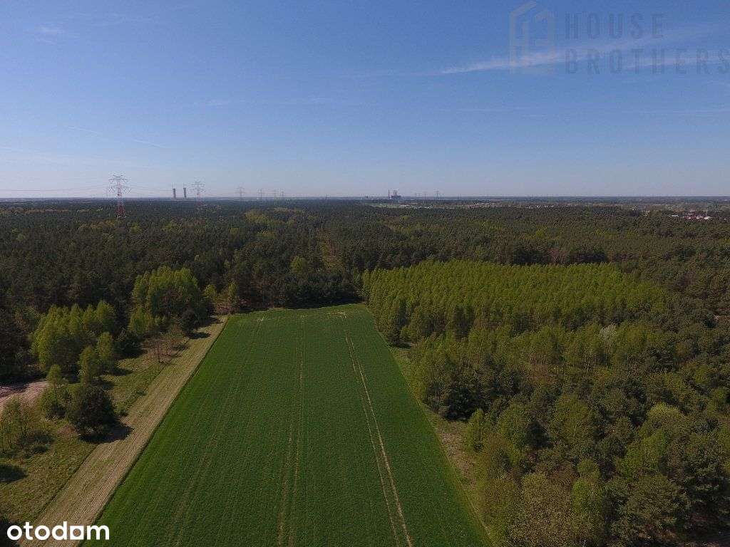 Do sprzedaży las - Pełny obrazek: 4/8