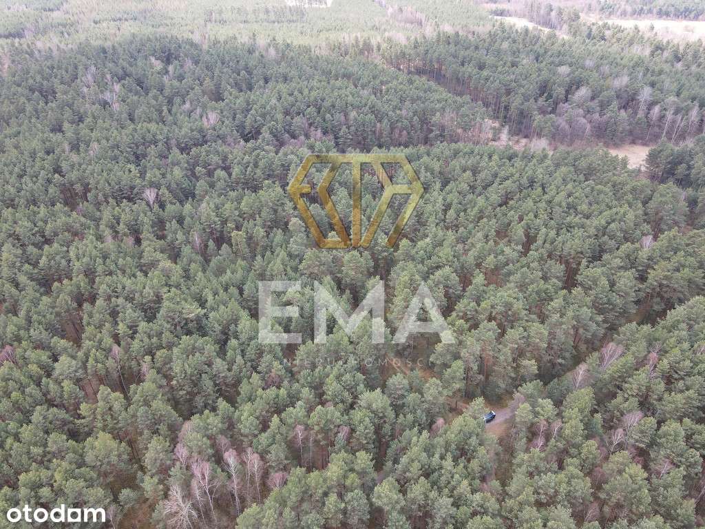 Działka leśna - Pełny obrazek: 4/8