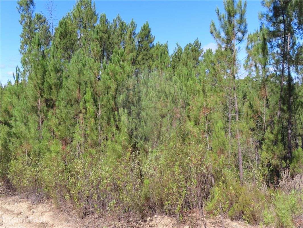 Quinta  para venda - Grande imagem: 3/4