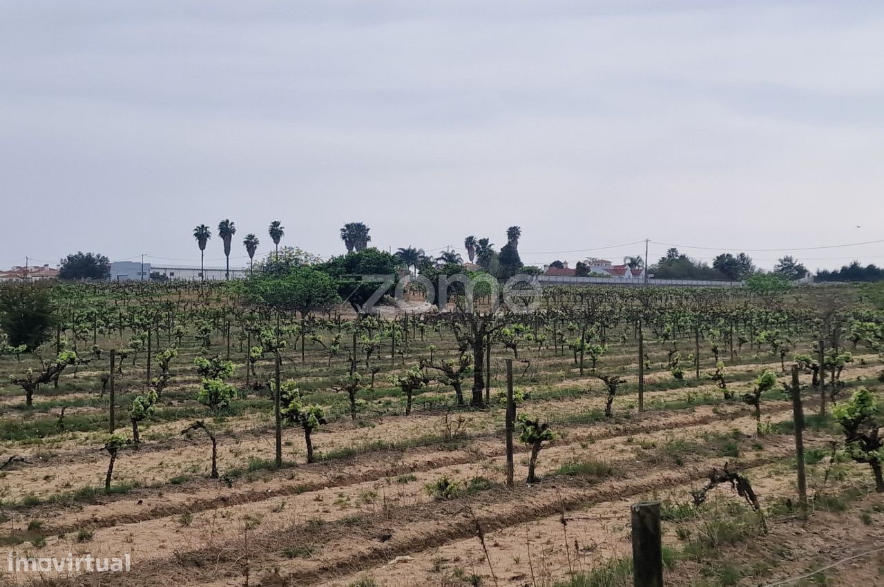 Terreno no Lau, Palmela