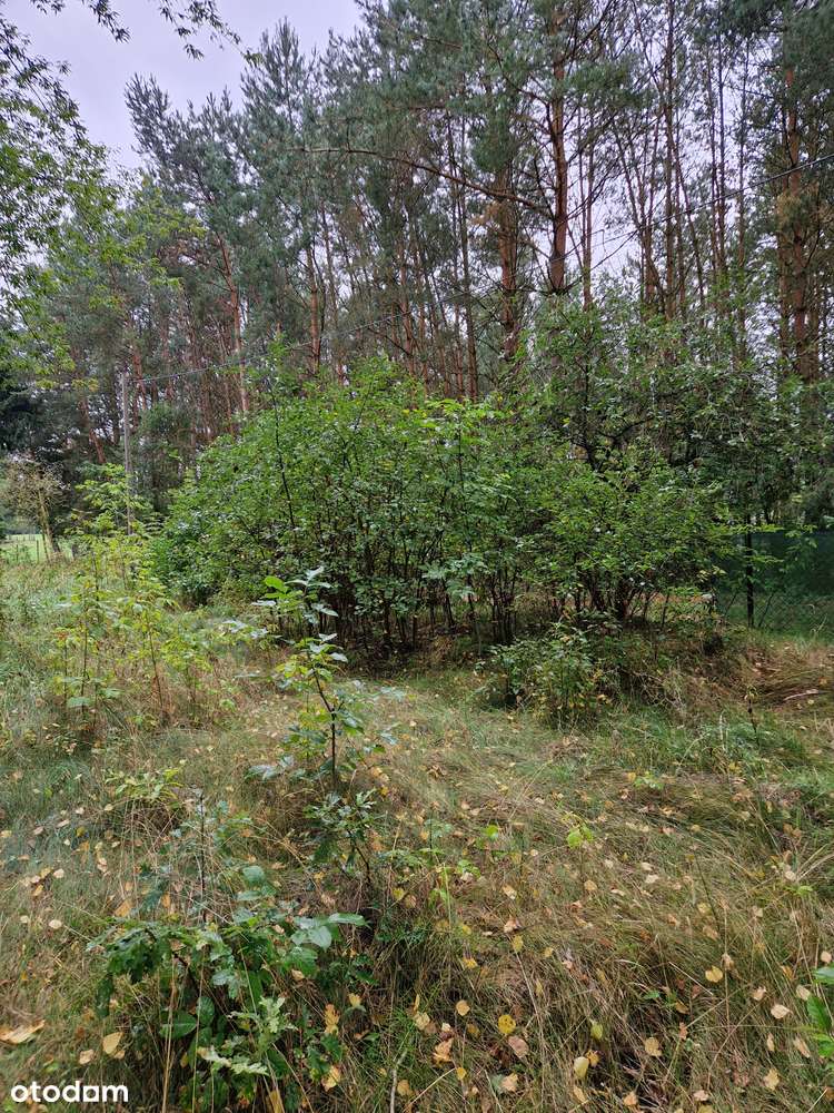 DZIAŁKA DLA DEWELOPERA z linią brzegową Narwi, 3592m², WZ na 3 domy - Pełny obrazek: 5/7