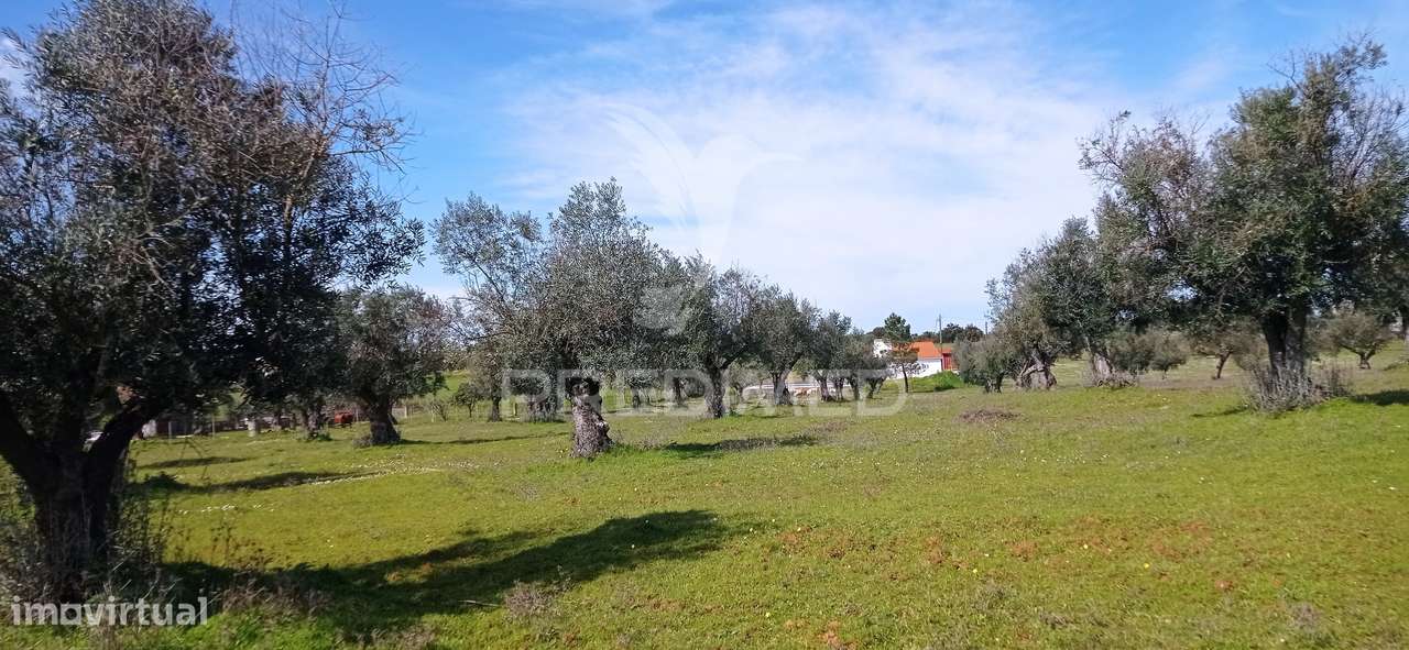 Monte Alentejano com 13.250 m2, Casa Branca, Sousel - Grande imagem: 2/22