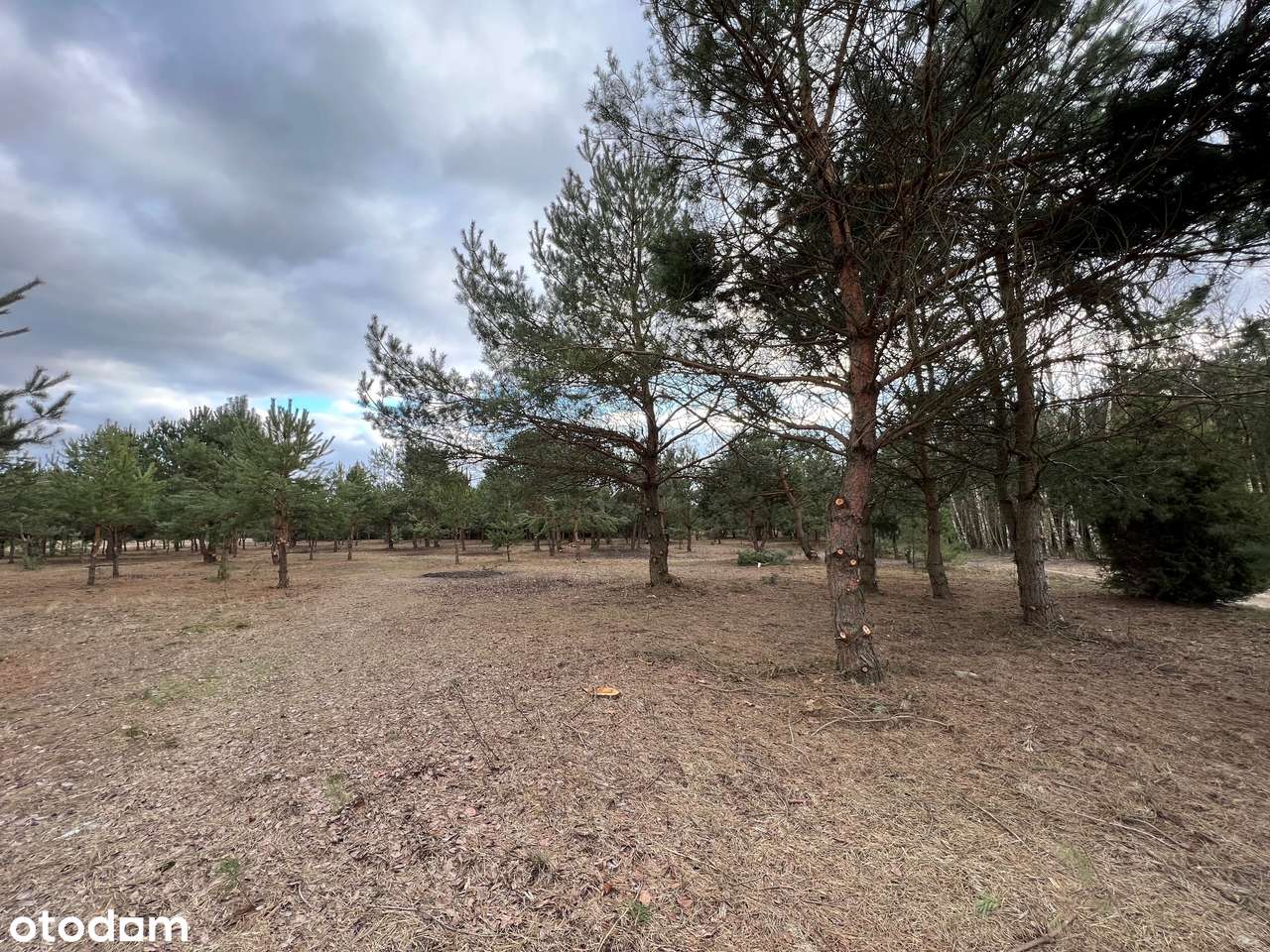 Działki budowlane pośród jezior i lasów-10