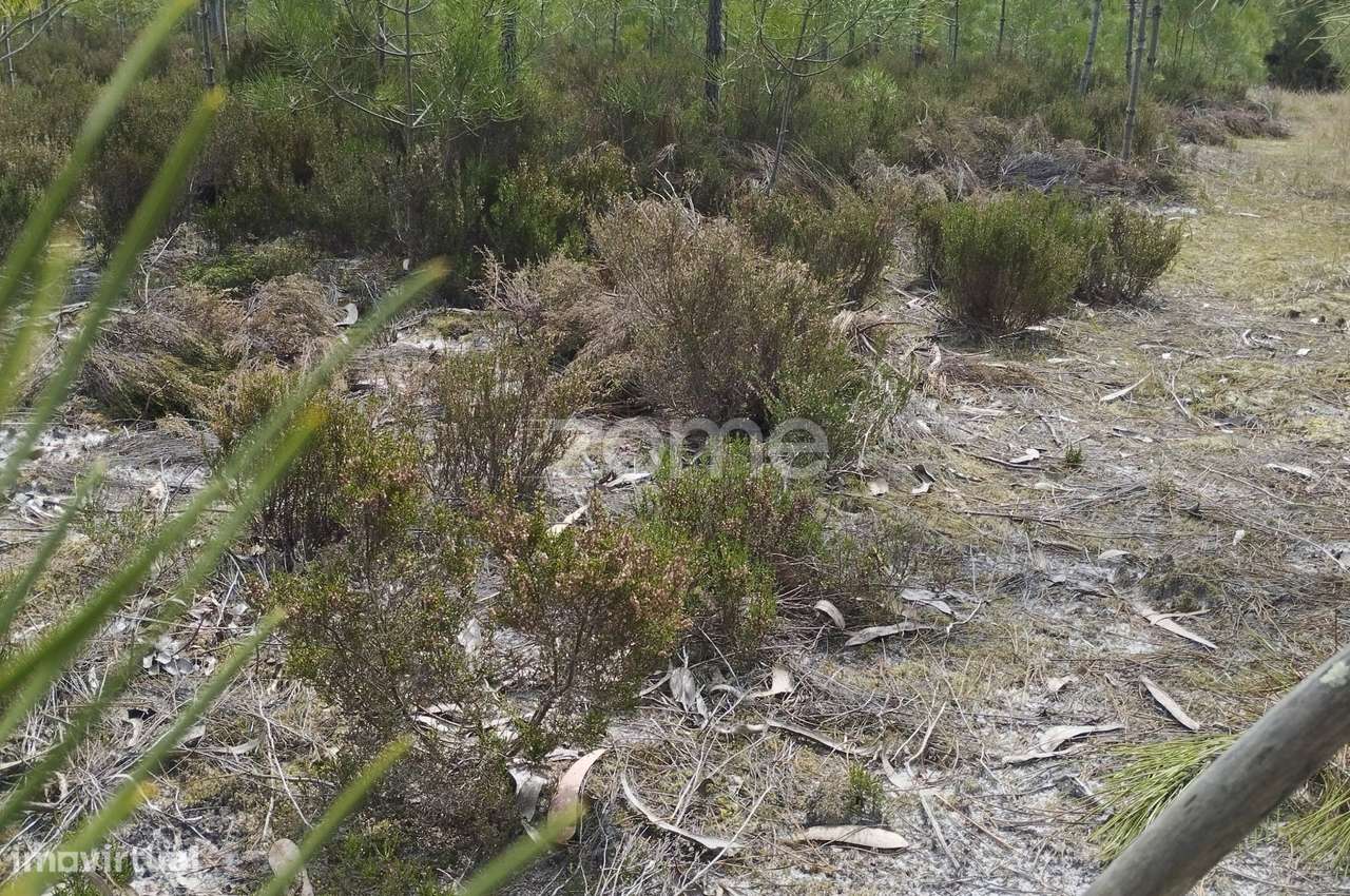 Terreno Rústico Carvide - Grande imagem: 4/20