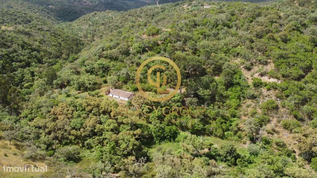 Quinta de 6 hectares perto de São Martinho das Amoreiras-20