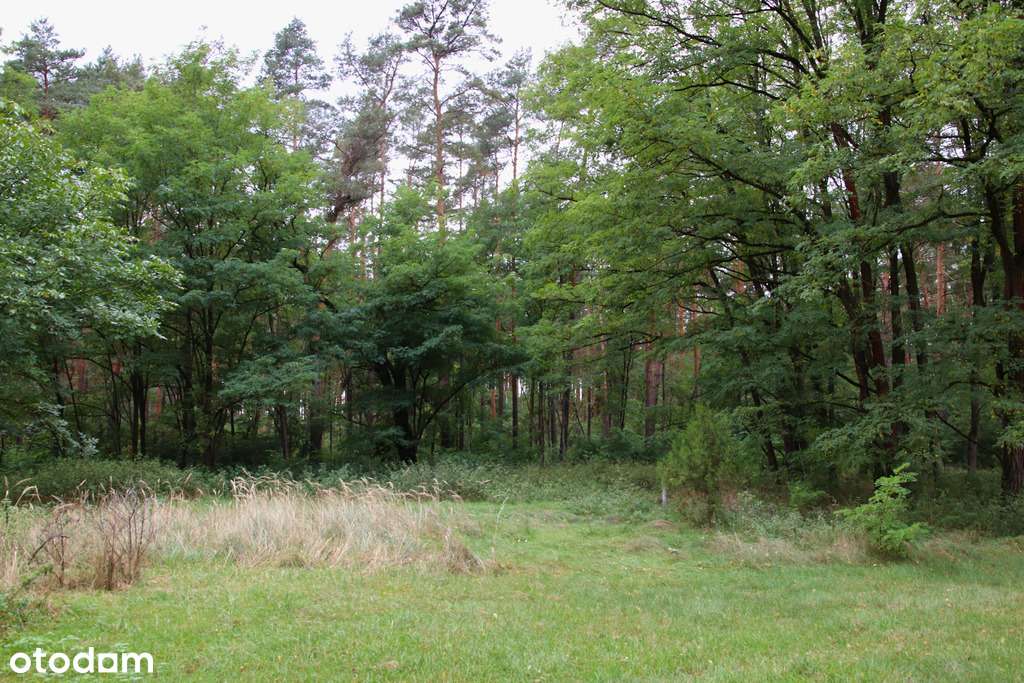 Dom w zaciszu lasu - Pełny obrazek: 4/12