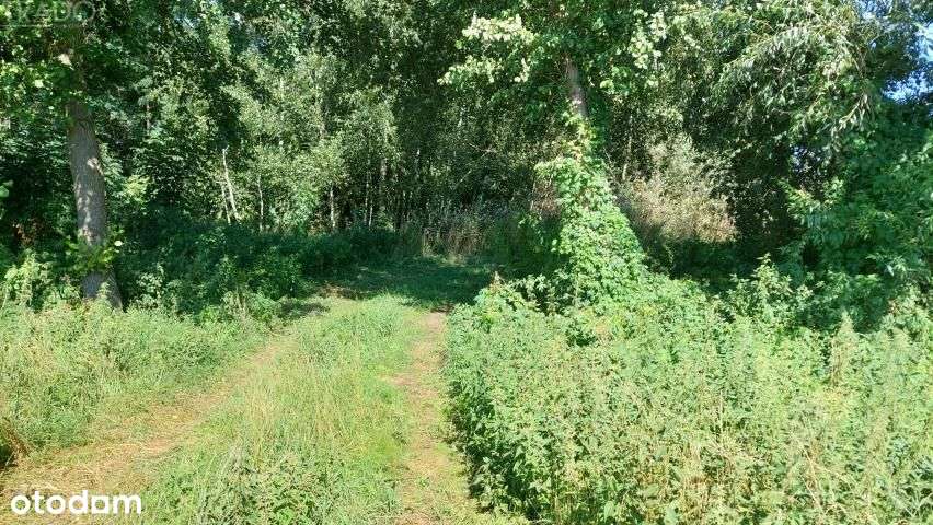 Szeroka, duża działka Ślesin-4