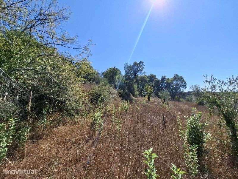 Quinta urbana (520m2) e rustica (26970m2) em Ceras / Tomar - Grande imagem: 4/12