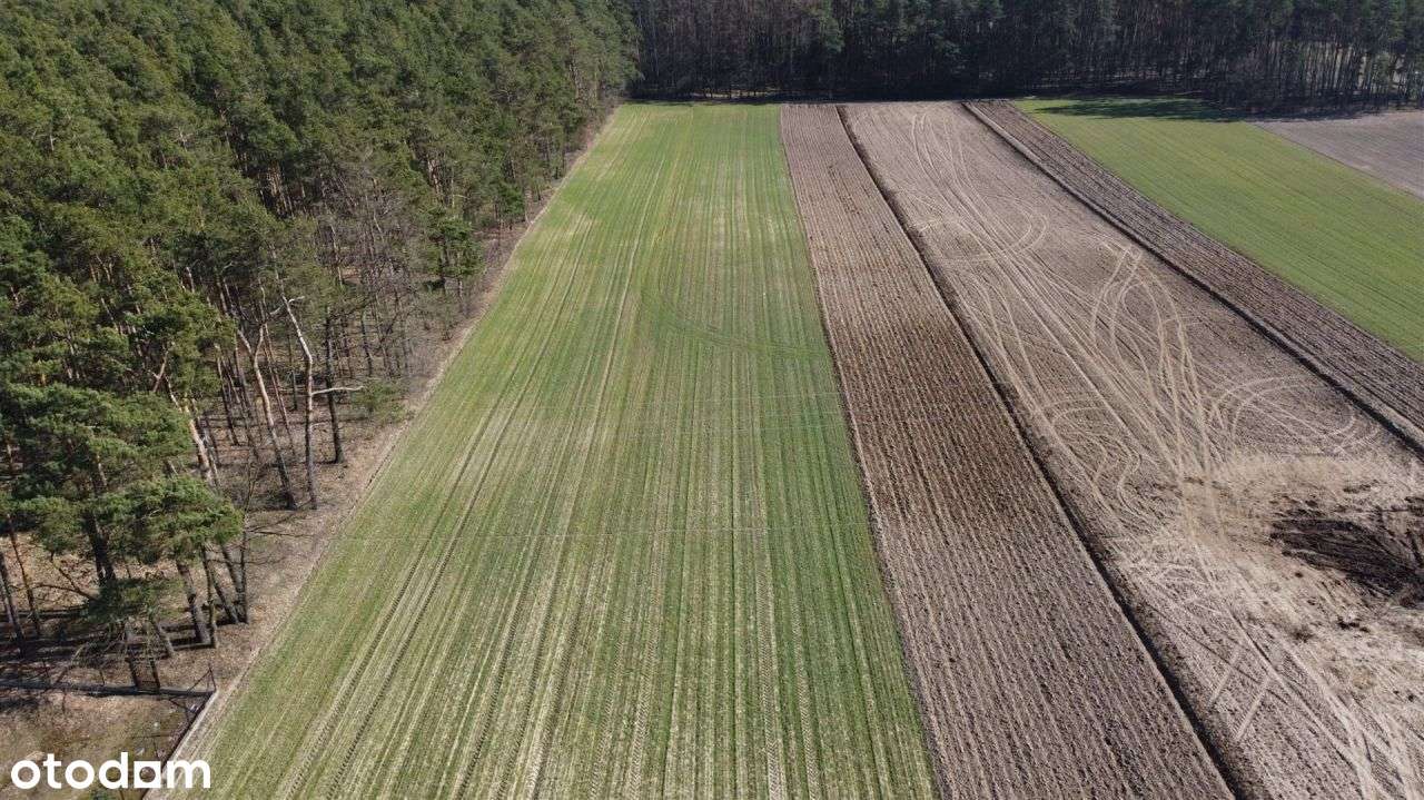 Działki w otulinie lasu w pobliżu Warszawy - Pełny obrazek: 5/13