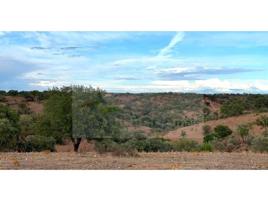 Monte Tipicamente Alentejano - 13 hectares - Baixo Alentejo (Vila V... - Grande imagem: 3/17