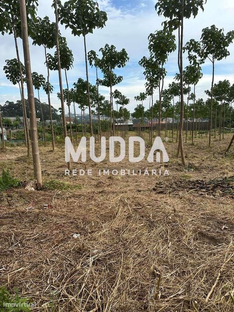 Terreno com 4.200m2, com viabilidade de construção em Argoncilhe - Grande imagem: 2/3