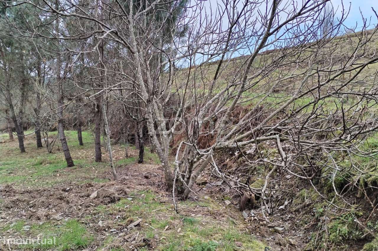 Terreno agricola e florestal. - Grande imagem: 5/34