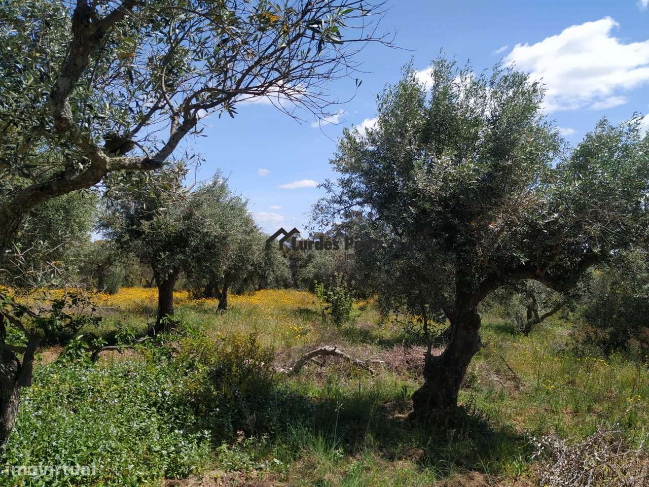 Terreno em Palvarinho - Grande imagem: 5/13