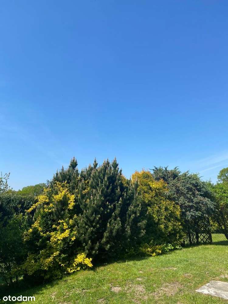 Dom jednorodzinny, Pszów, ul. Żużlowa * NOWA CENA*-8