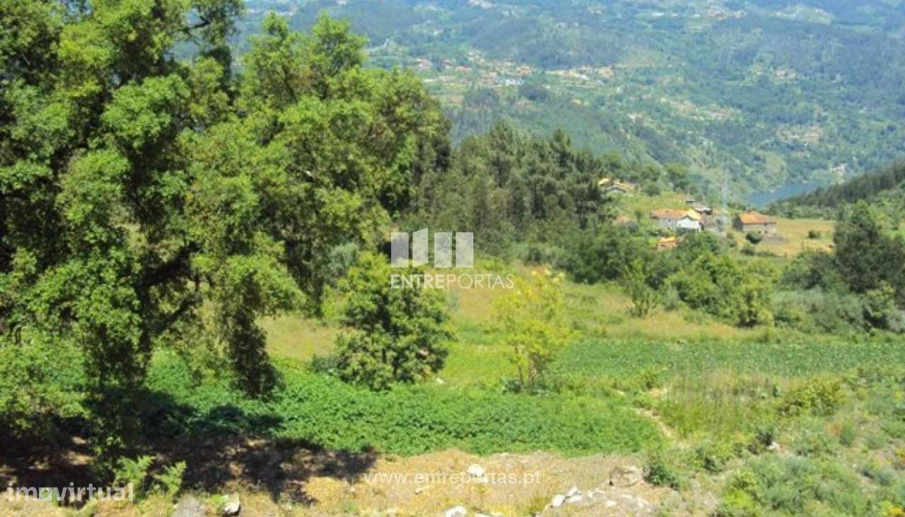 Venda Terreno, Tarouquela, Cinfães - Grande imagem: 4/18