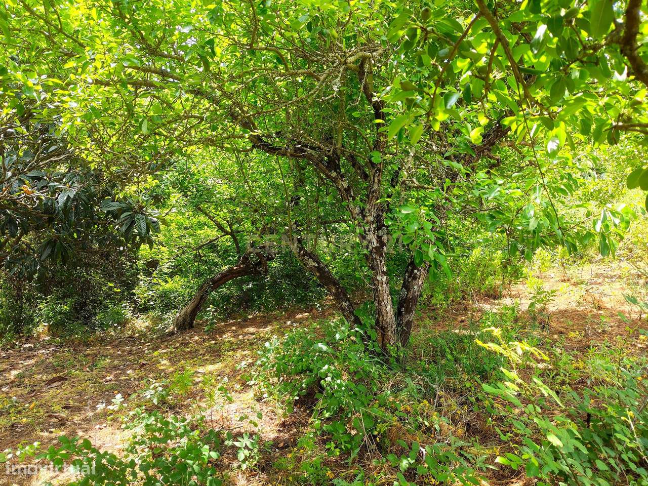 Terreno Rústico com Árvores de Fruto - Calhandriz, Vila Franca de Xira-5