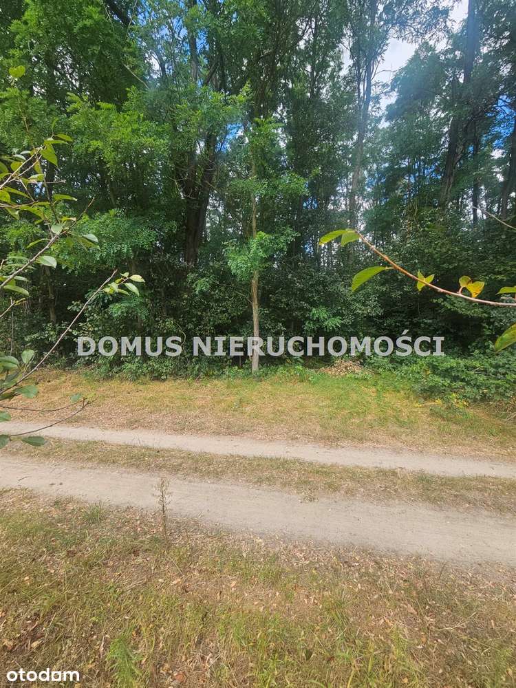 Działka leśna - Pełny obrazek: 4/8