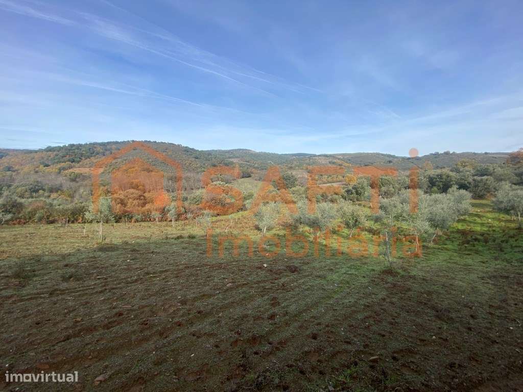 Olival de Excelência com 2,2 Hectares em Macedo de Cavaleiros - Pro...-31