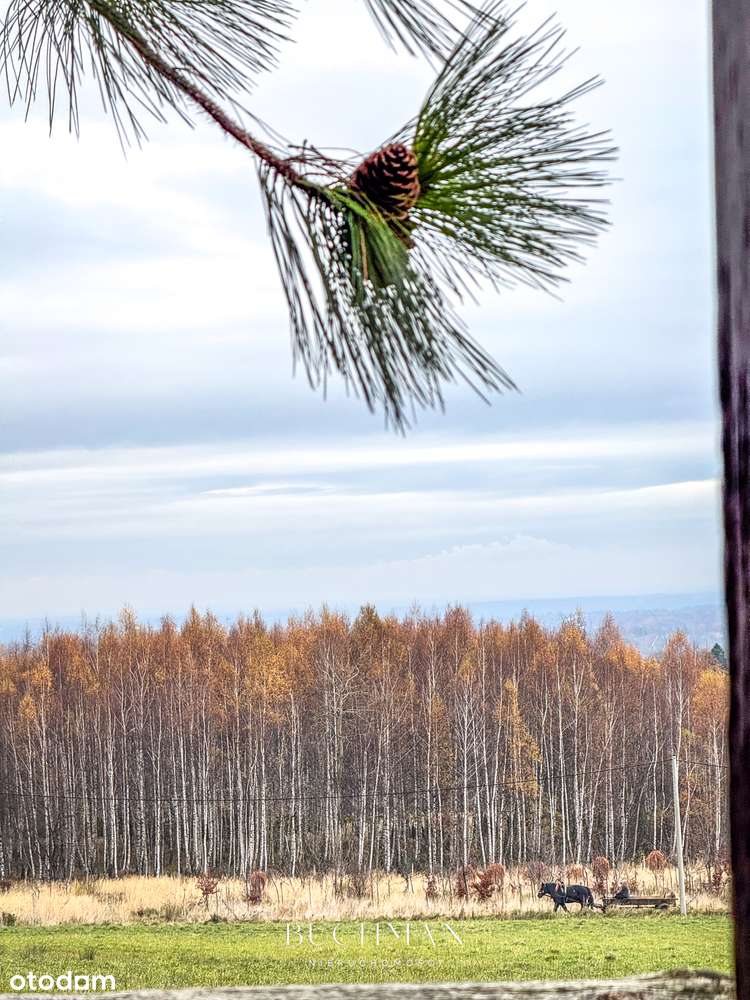 87 ar + Domek pod lasem z możliwością rozbudowy  - BEZ Prowizji-12