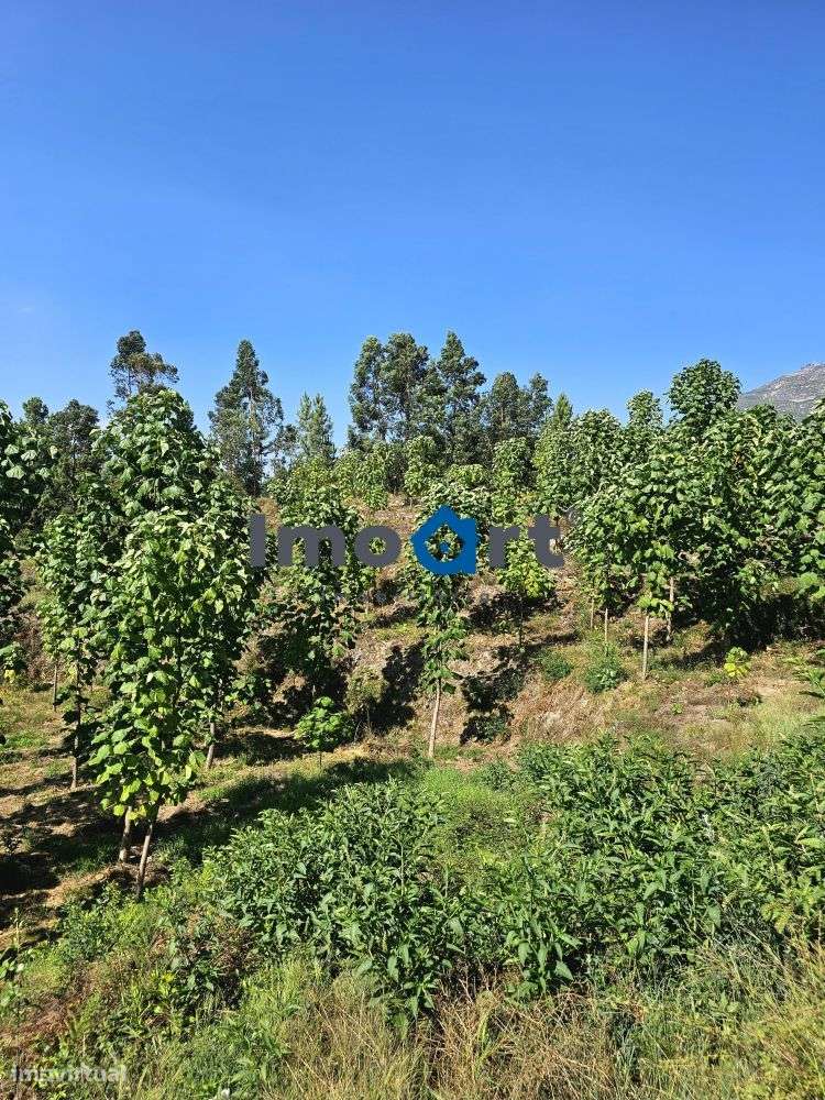 Terreno com nascente de Água!-18