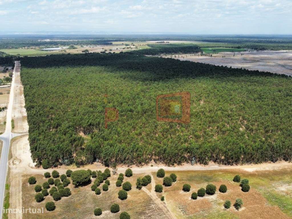 TERRENO 132.5HA FAIAS, MONTIJO - Grande imagem: 4/7