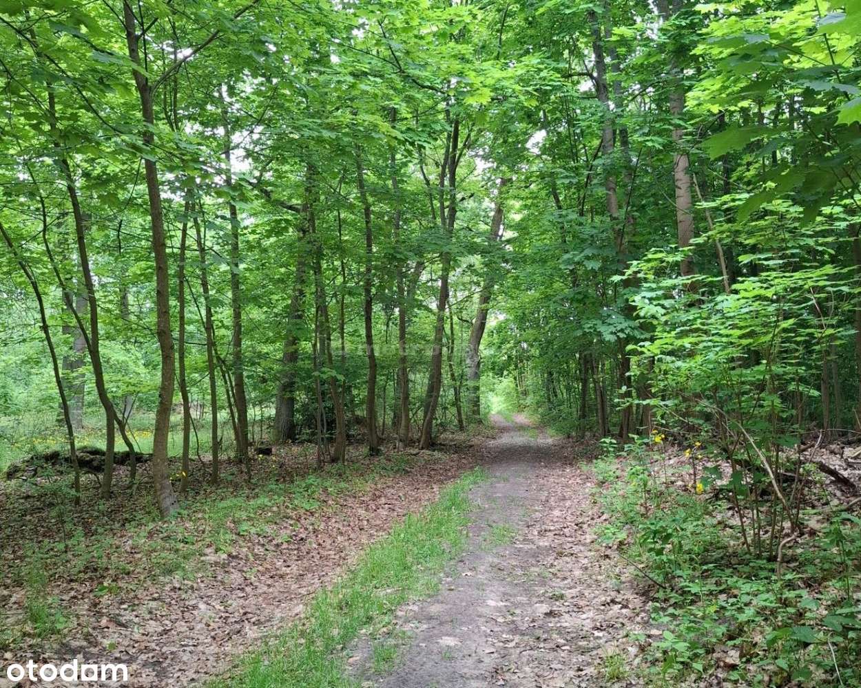 6 ha Lasu w Klawkowie - Pełny obrazek: 5/9