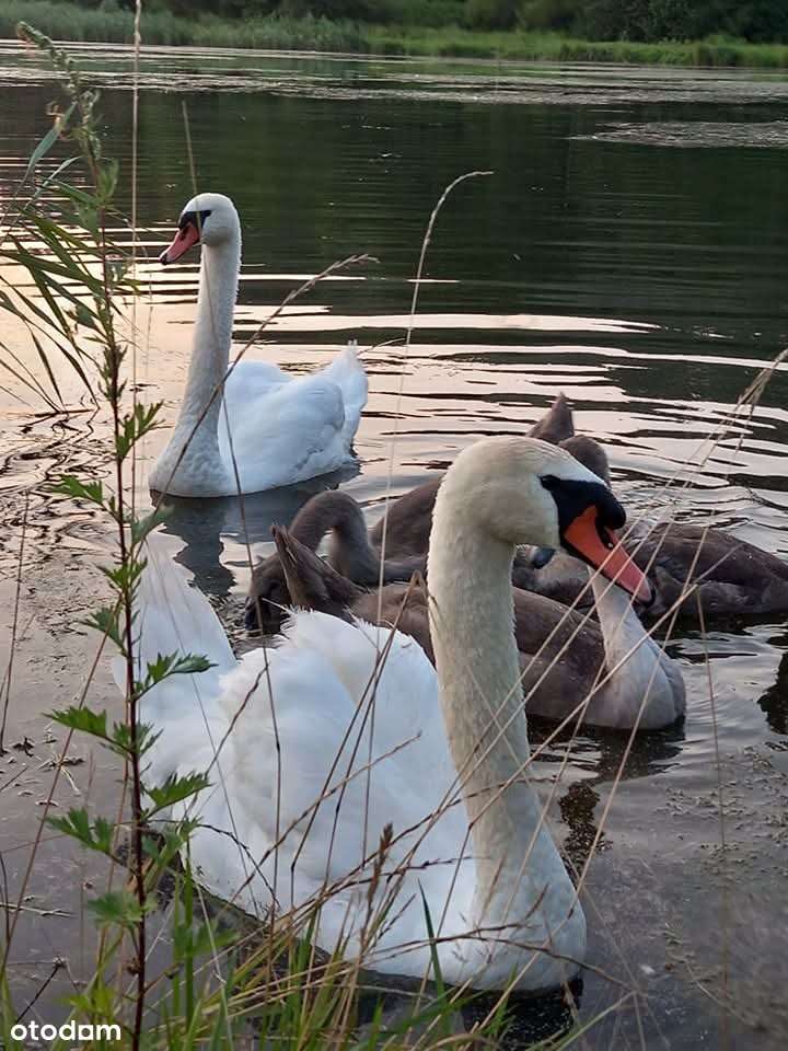 Dom na działce 33a Pozwolenie na budowę z Projektem Nowego Domu-16