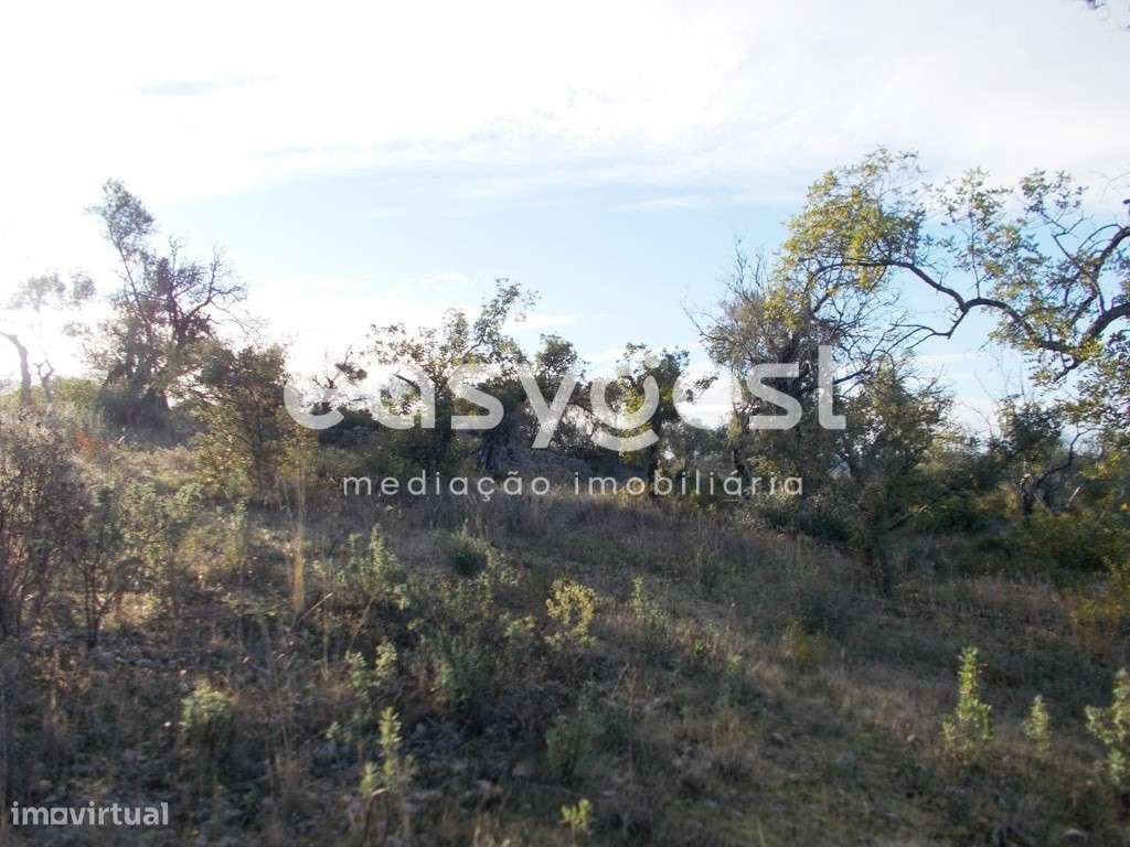 Terreno Rústico para rentabilizar - Grande imagem: 2/11