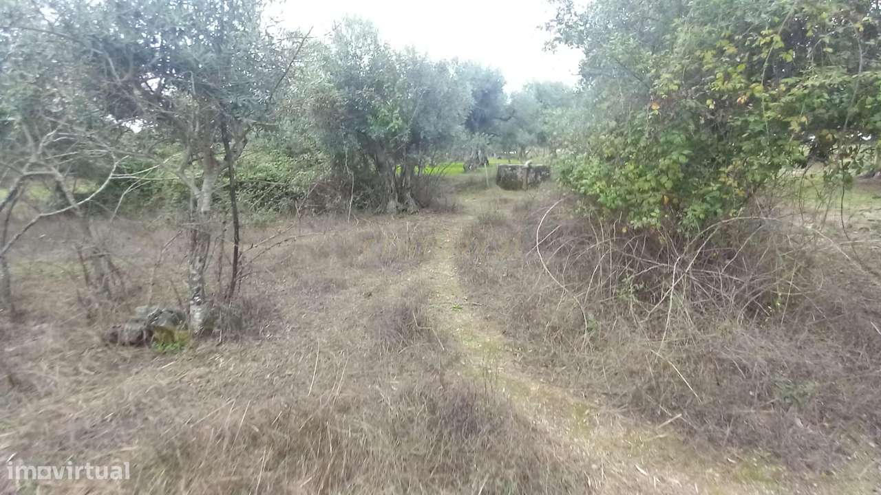 Terreno Rustico Lardosa - Grande imagem: 2/15