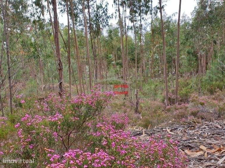 Terreno rústico com eucaliptos, Cercal, Ourém - Grande imagem: 2/5
