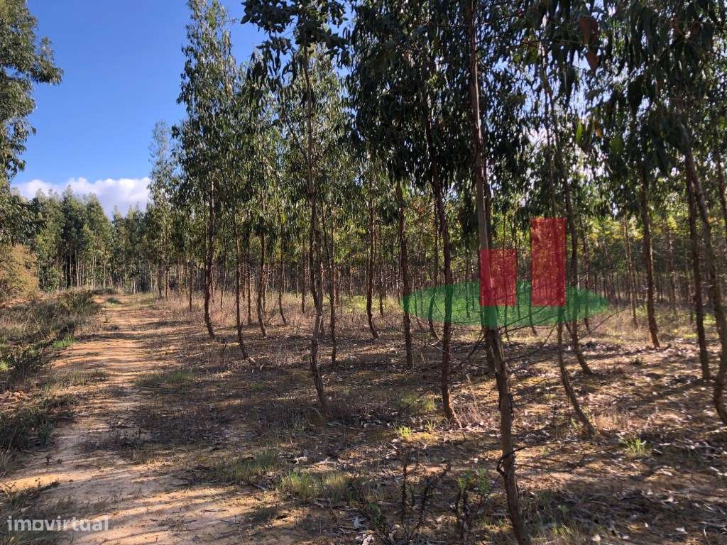 Terreno com Eucaliptal e Casa - Alcoentre***RIOMAGIC*** - Grande imagem: 5/11