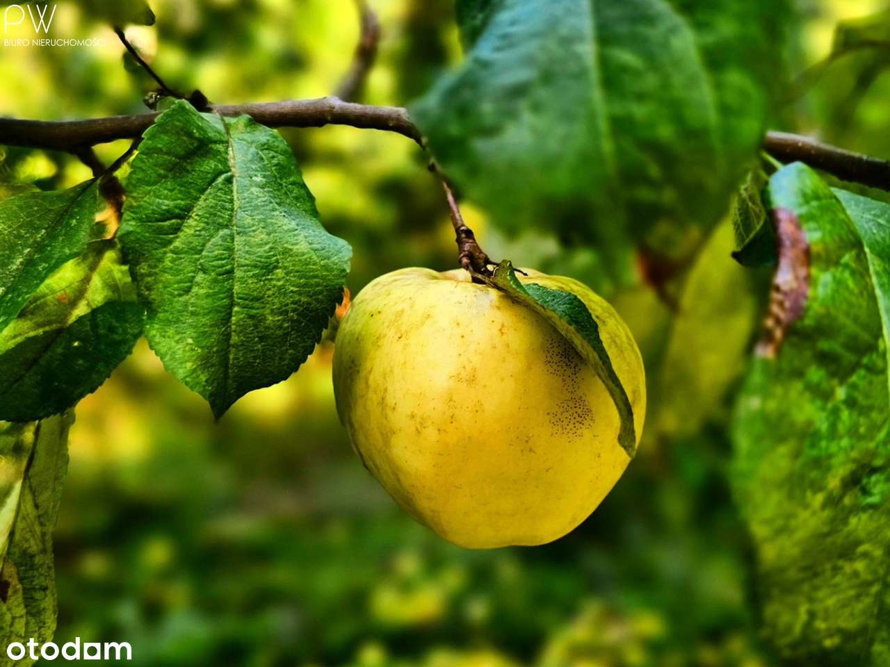 Wyjątkowe siedlisko, dom stodoła-9