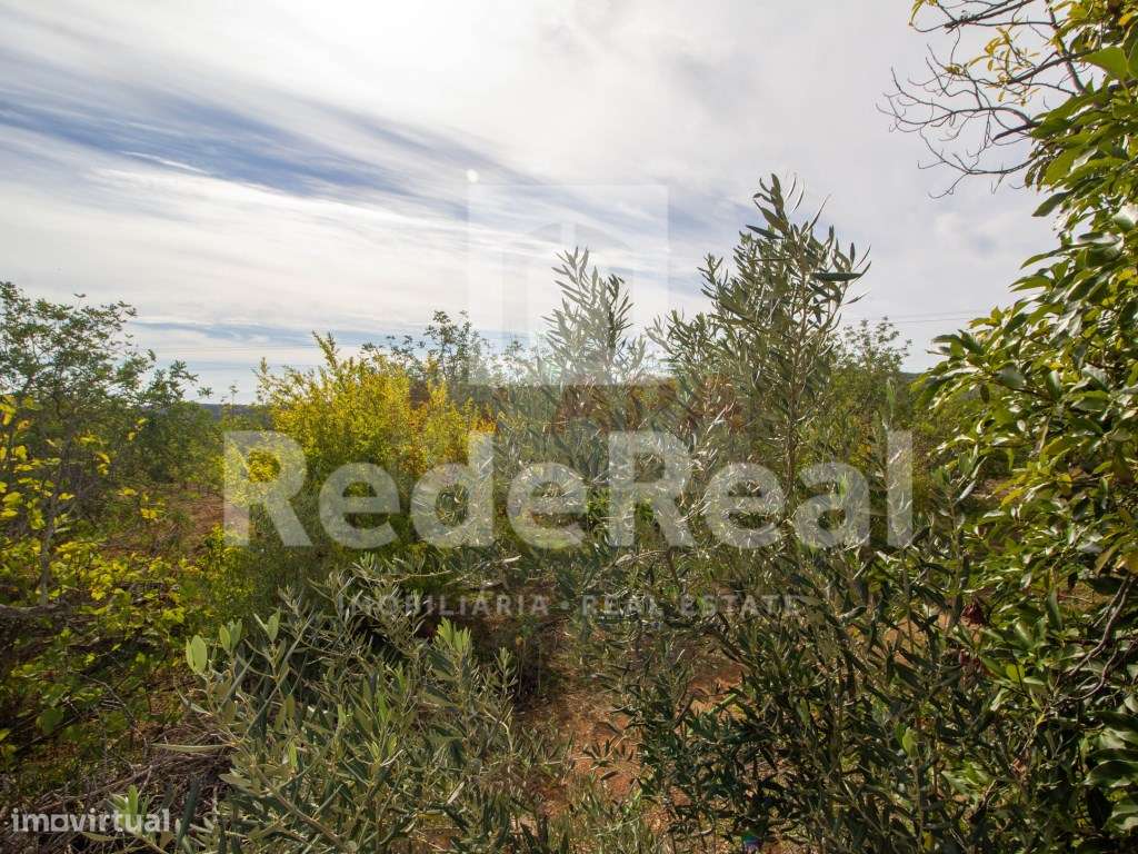 Moradia com 1. 556 hectares com furo e água da rede-15