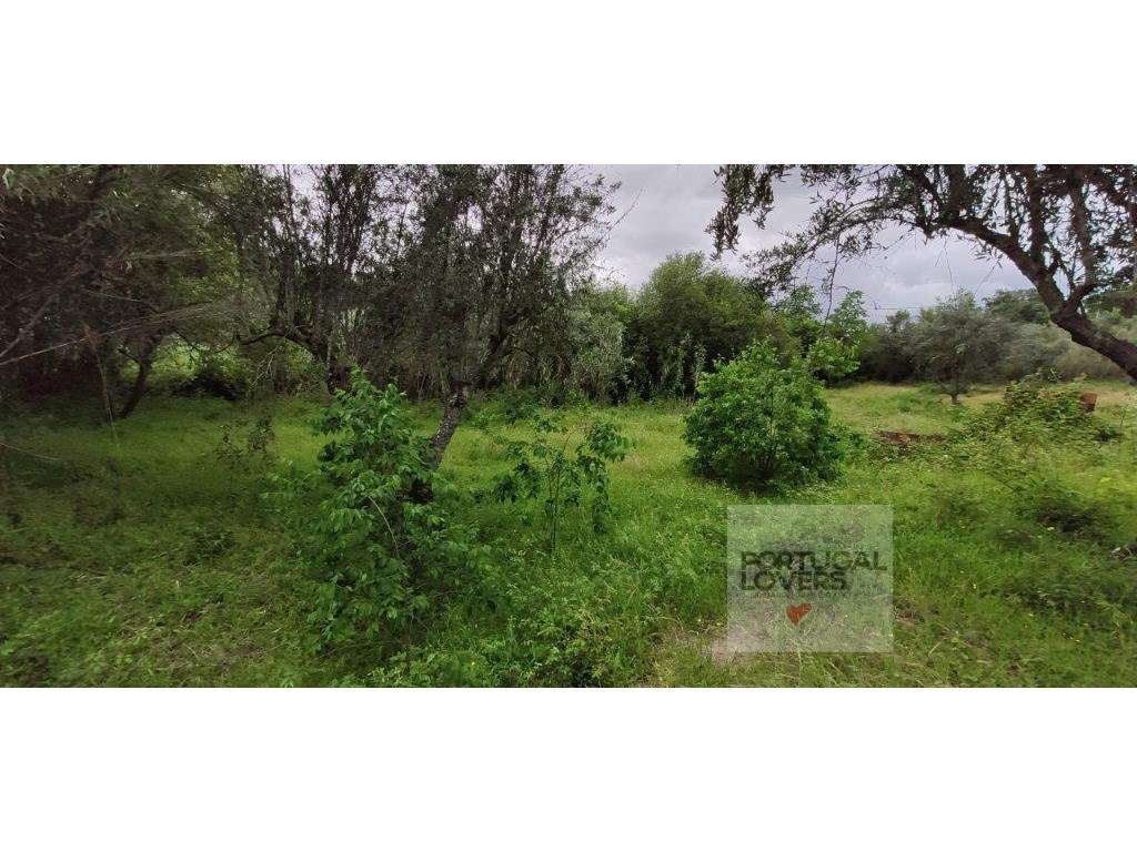 Quinta com várias construções terreno 2874 m2 Galveias (Ponte de Sor)-17