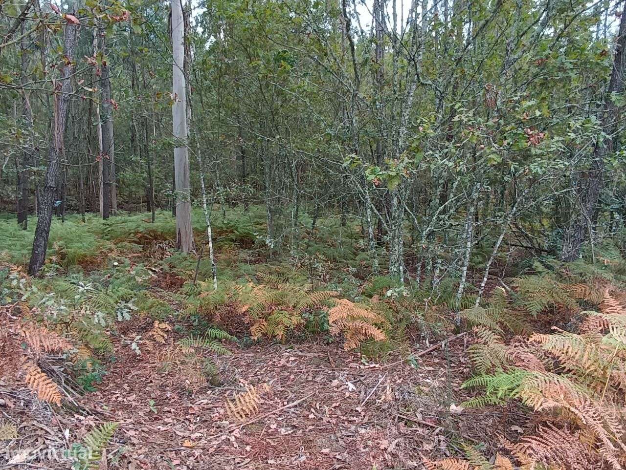 Pinhal – Oliveira de Frades - Grande imagem: 4/11