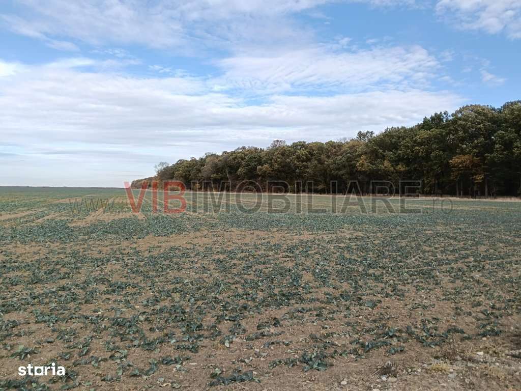 Ferma Agricolă 1.350 Hectare – Grad de Comasare 96–97%, Chișineu - Imagine principală: 4/14