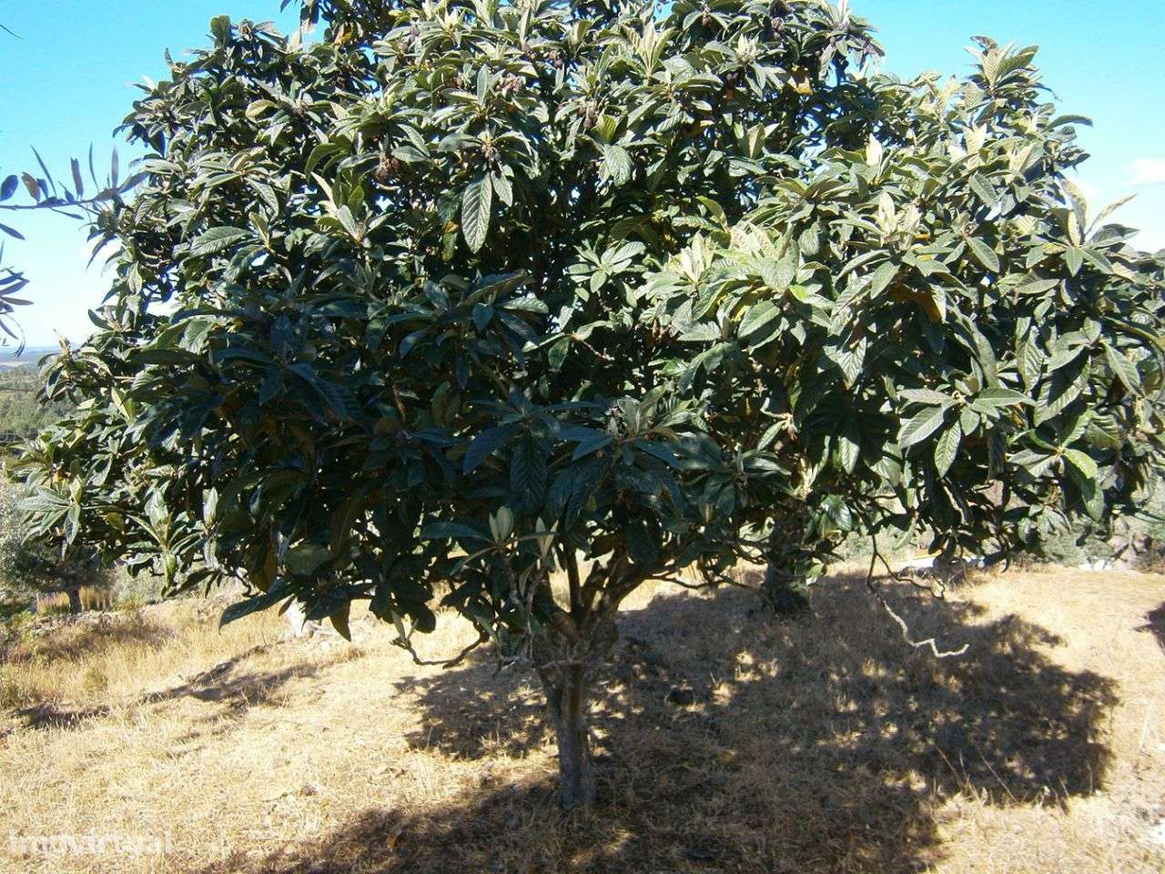 Terreno - Grande imagem: 5/8