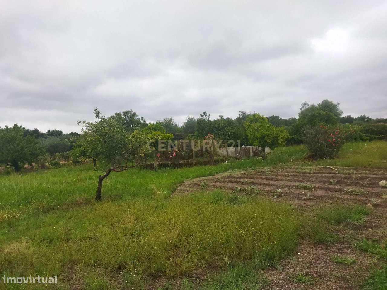 Terreno Rústico na Lousa, Castelo Branco-14