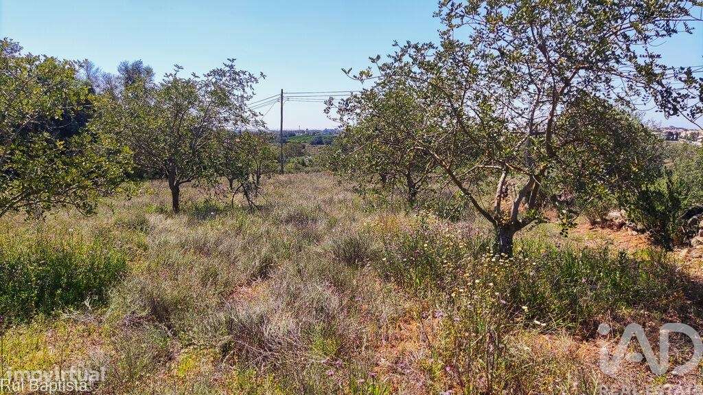 Casa de Campo T4 em Ferreiras de 93,00 m2 - Grande imagem: 4/8